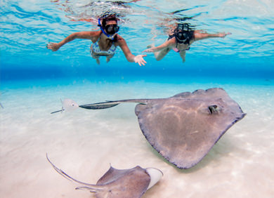 Füttere und schwimme mit Stachelrochen