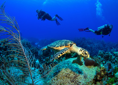Navštivte několik úžasných potápěčských míst