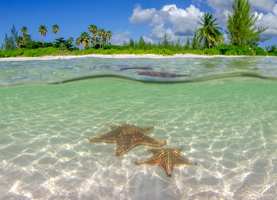 Besuchen Sie den ruhigen Starfish Point